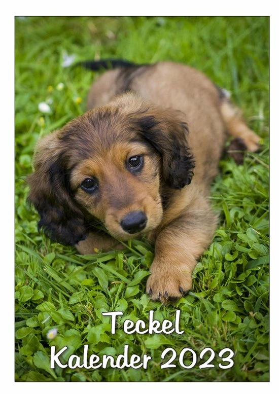 Coupon ๐ Get Digital Teckel Maandkalender 2023 ๐ฅ 3 Coupon ๐ Get Digital Teckel Maandkalender 2023 ๐ฅ