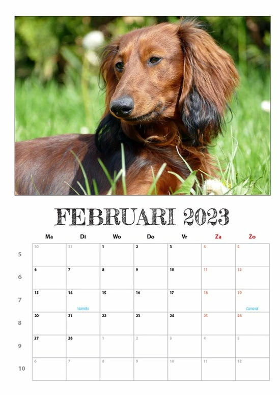 Coupon ๐ Get Digital Teckel Maandkalender 2023 ๐ฅ 6 Coupon ๐ Get Digital Teckel Maandkalender 2023 ๐ฅ - Afbeelding 4